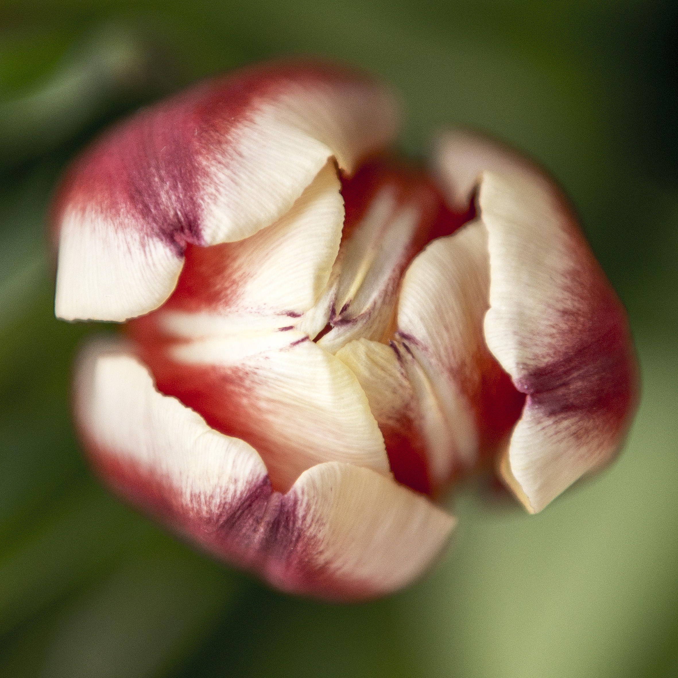 tulpen_yw_dsc0350-1