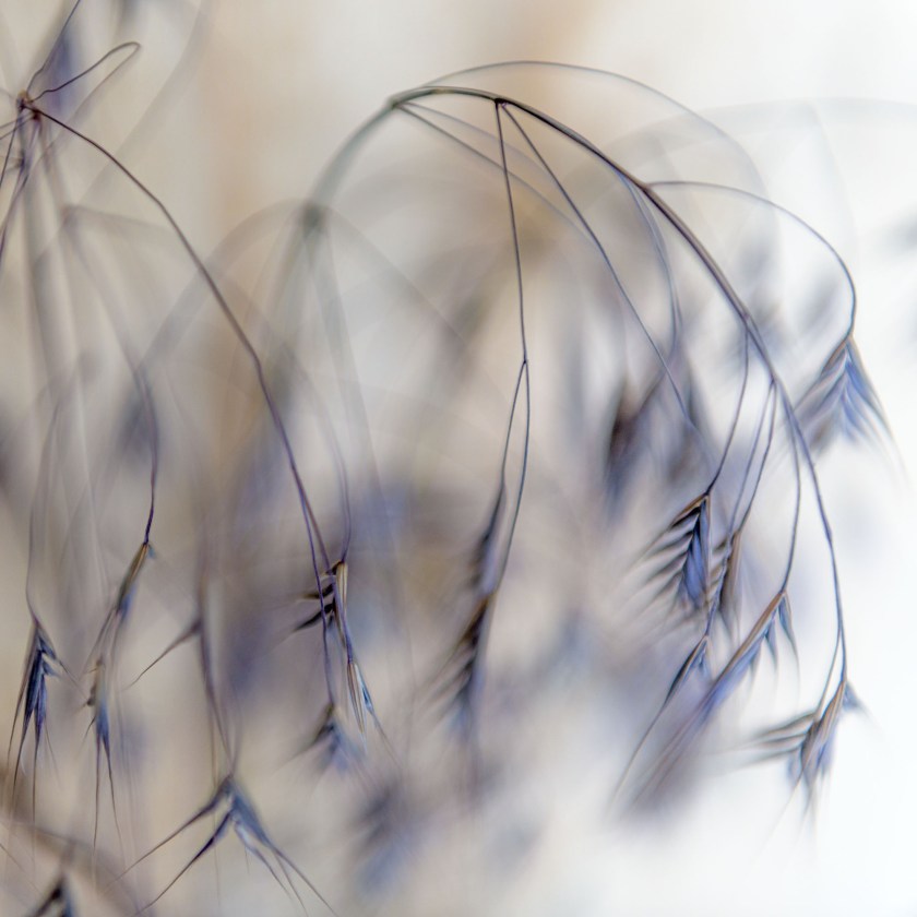 nostalgia - geweven wandeling 08.06.2020, eilandje De Banne